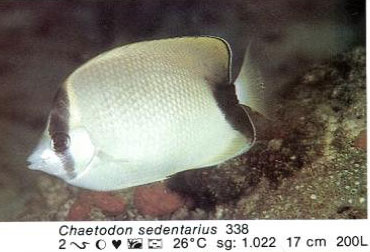 Chaetodon sedentarius